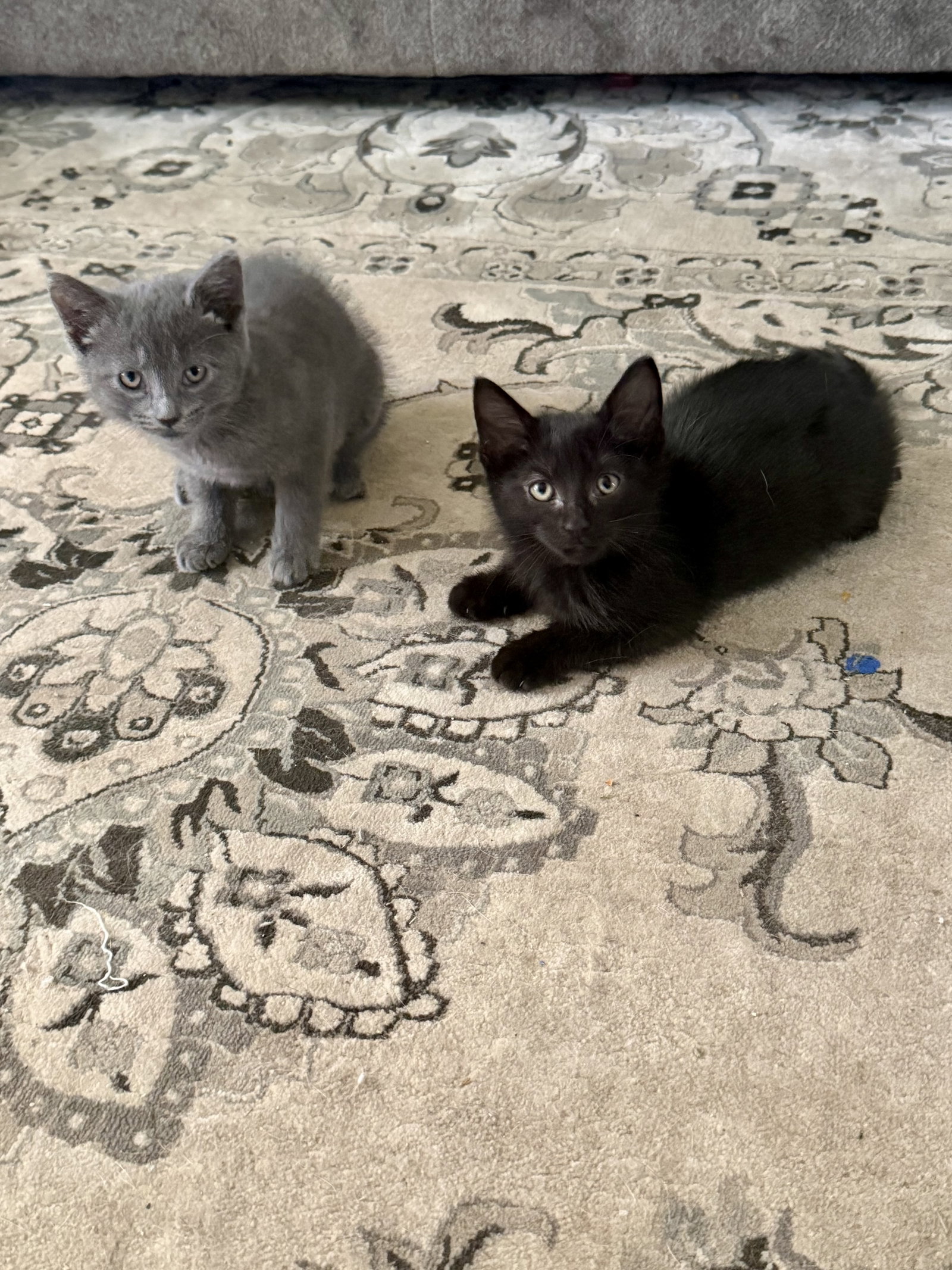 CAT - Snickers, photo 6