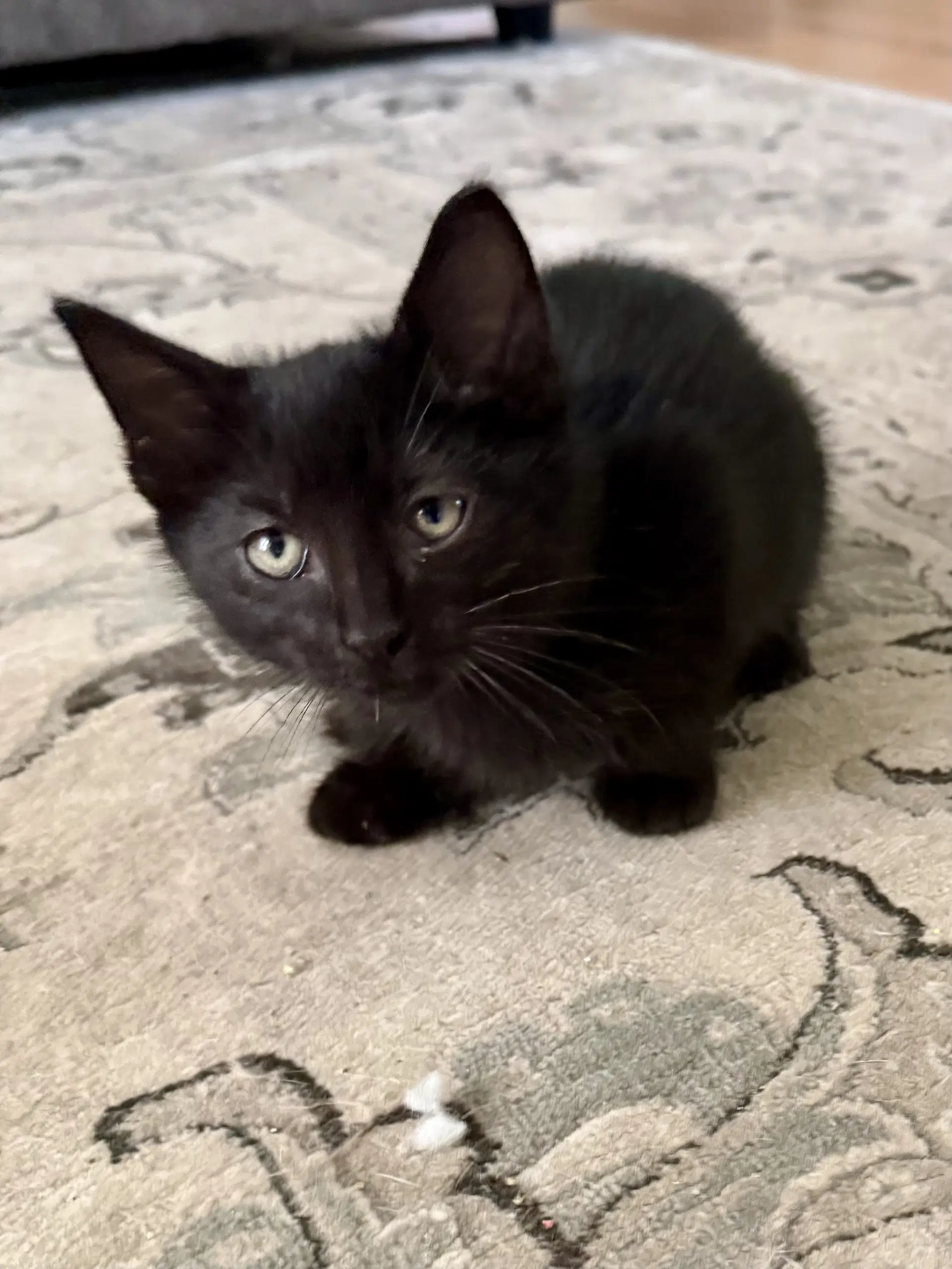 Cat - Snickers - Domestic Short Hair