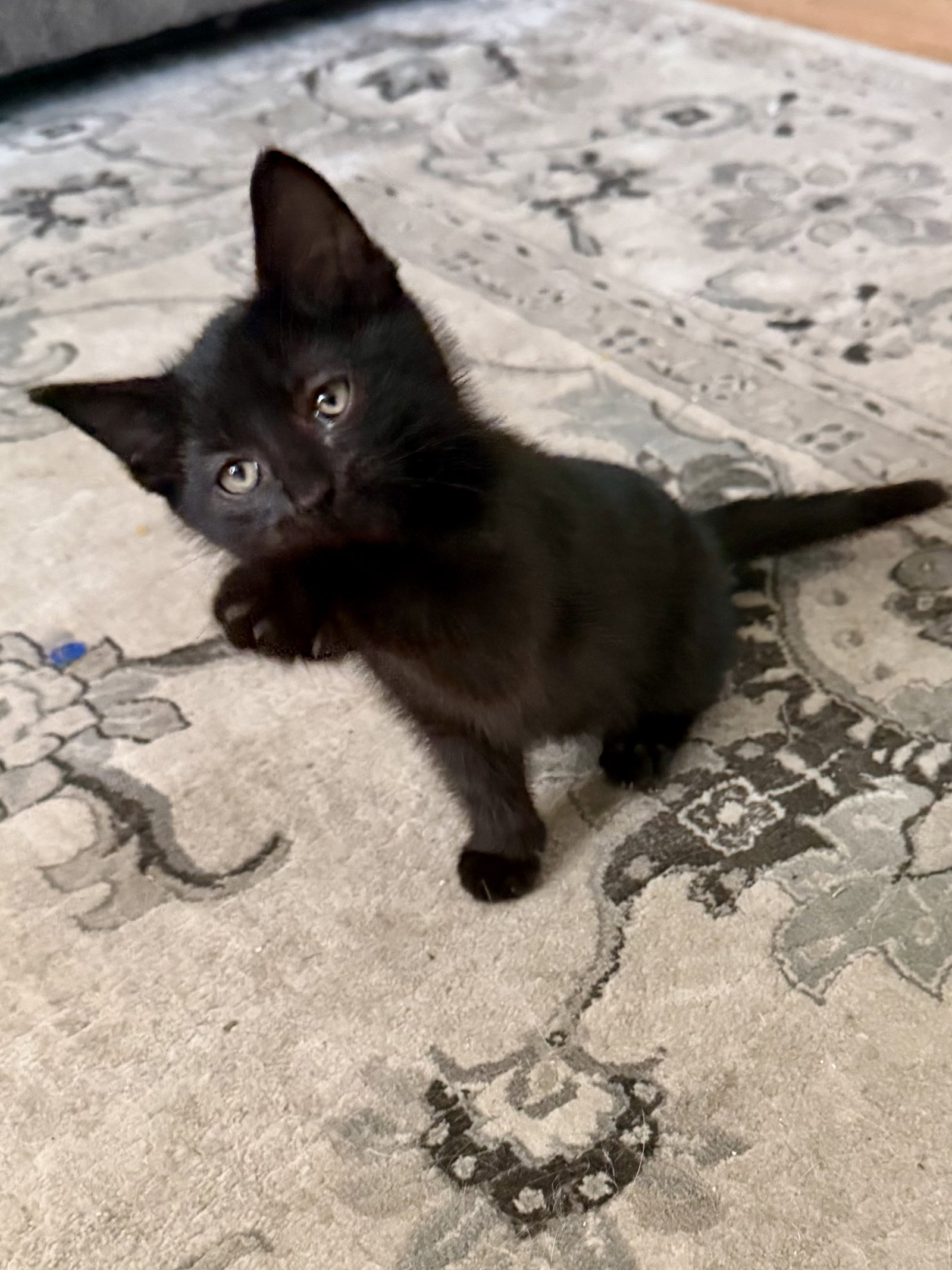 CAT - Snickers, photo 4