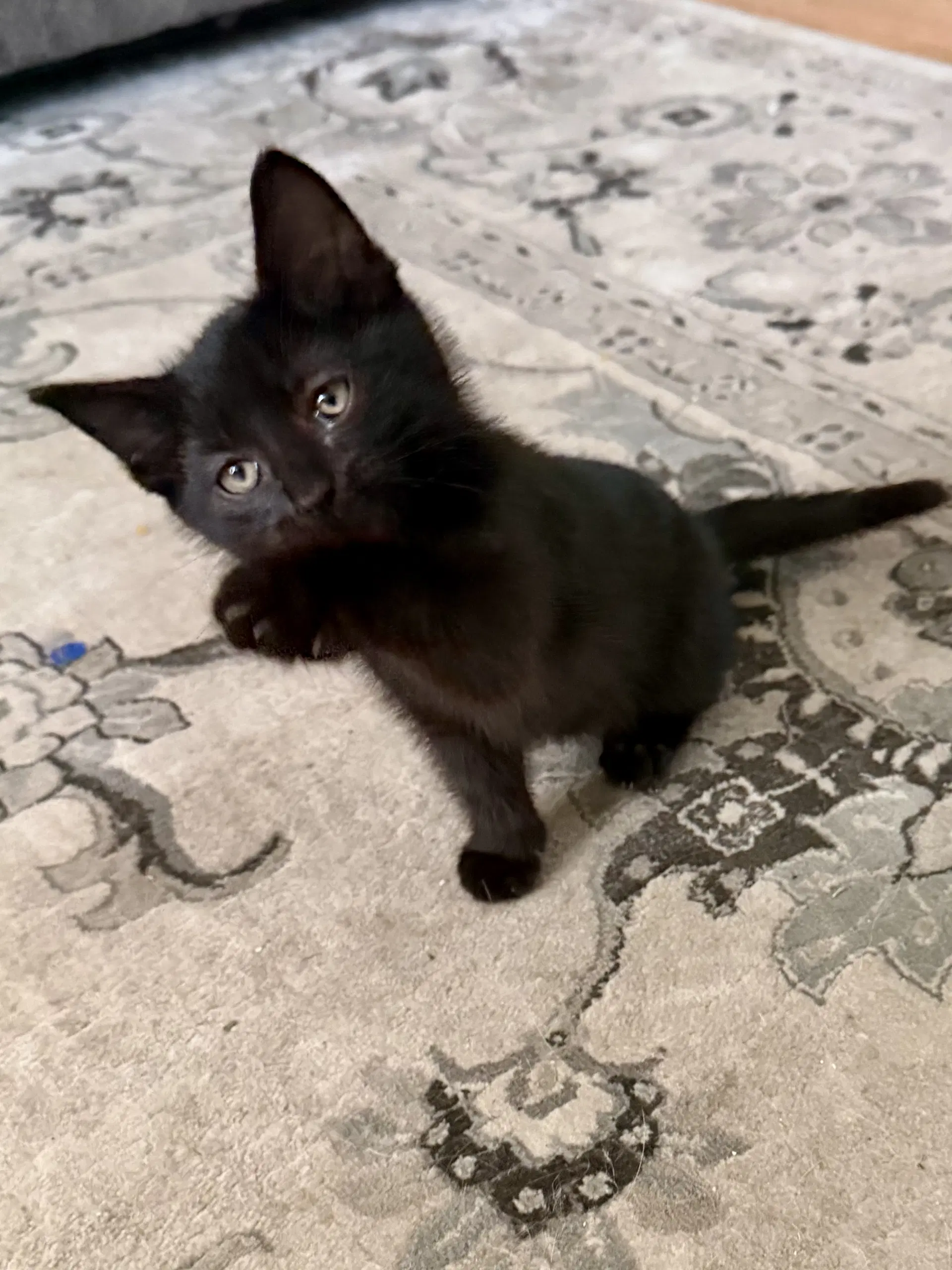 Cat - Snickers image 2
