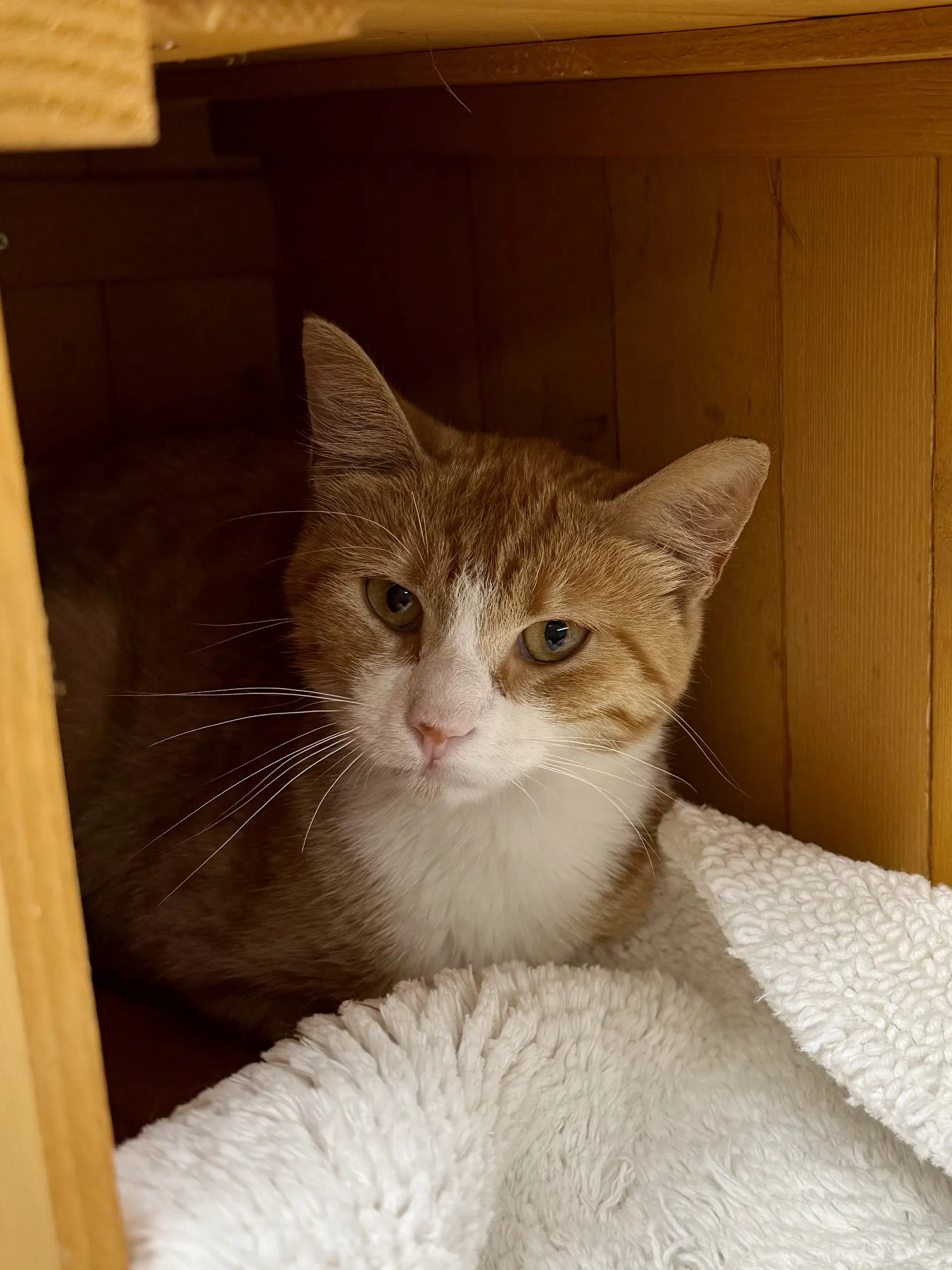 Cat - Honey - Domestic Short Hair