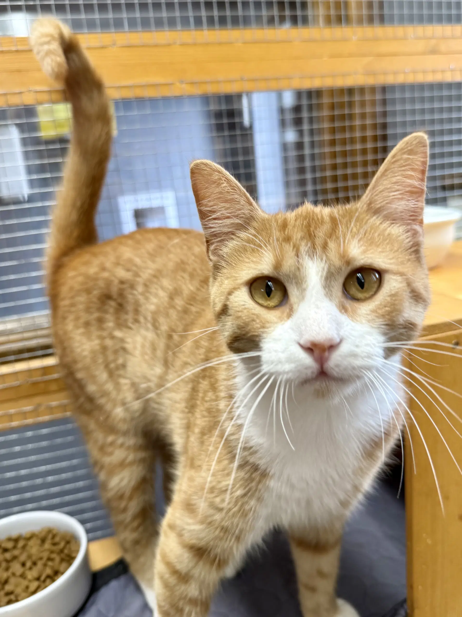 Cat - Honey image 3