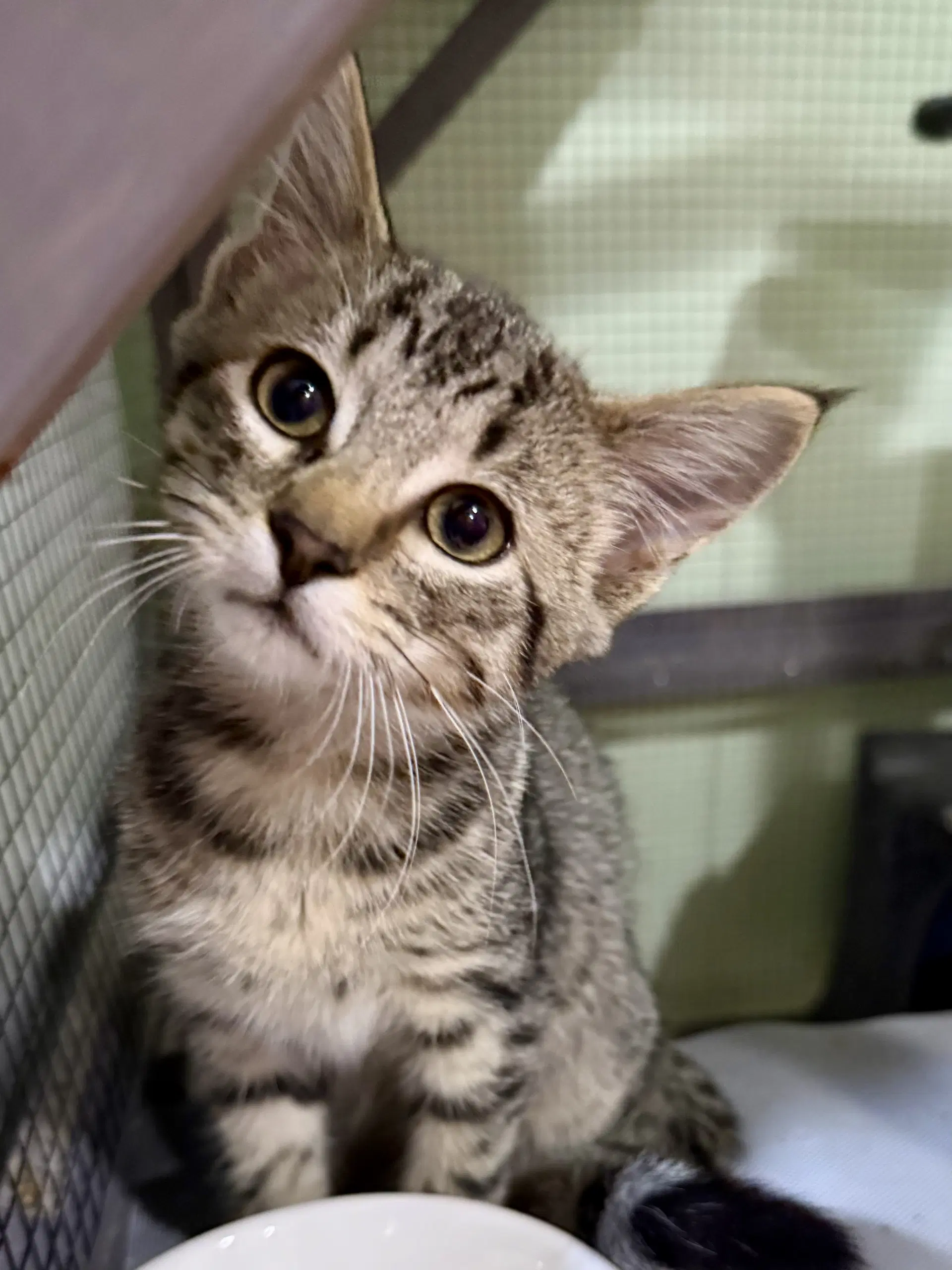 Cat - Toffee - Domestic Short Hair