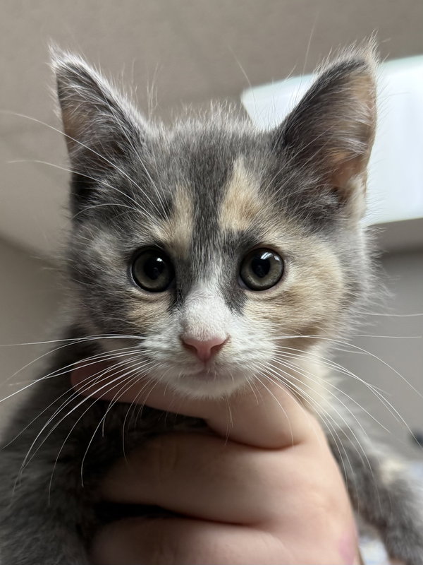 CAT - Ulla