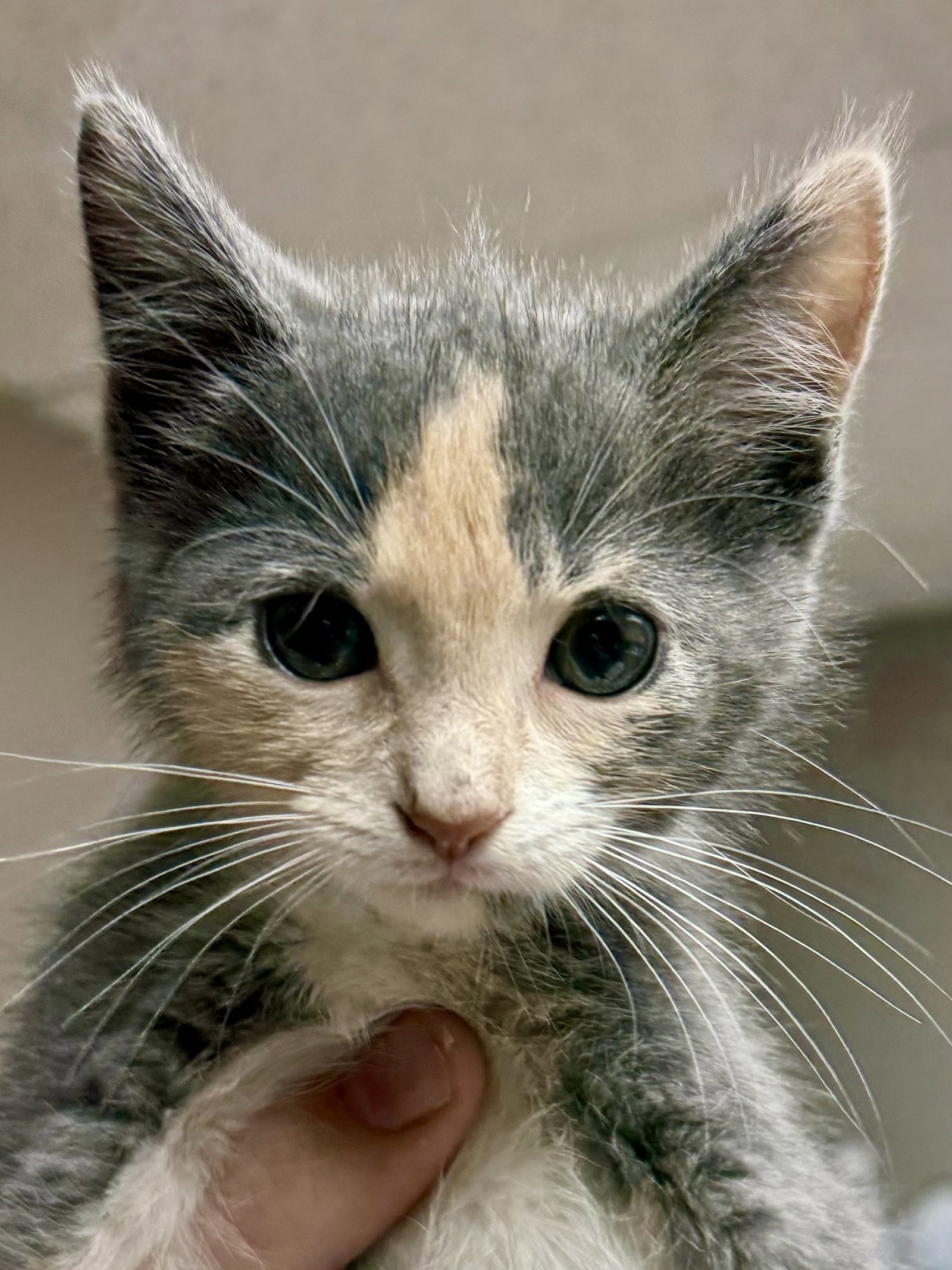 CAT - Uma, photo 3