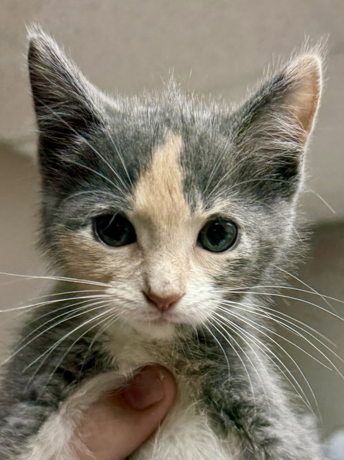 Photo 2 of CAT - Uma