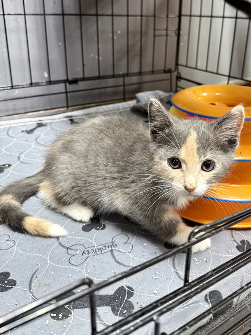 CAT - Uma, a cat for adoption from Project Hope Animal