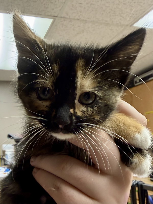 CAT - Uki
