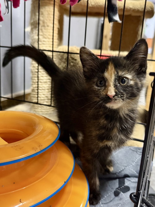 CAT - Umi, a cat for adoption from Project Hope Animal