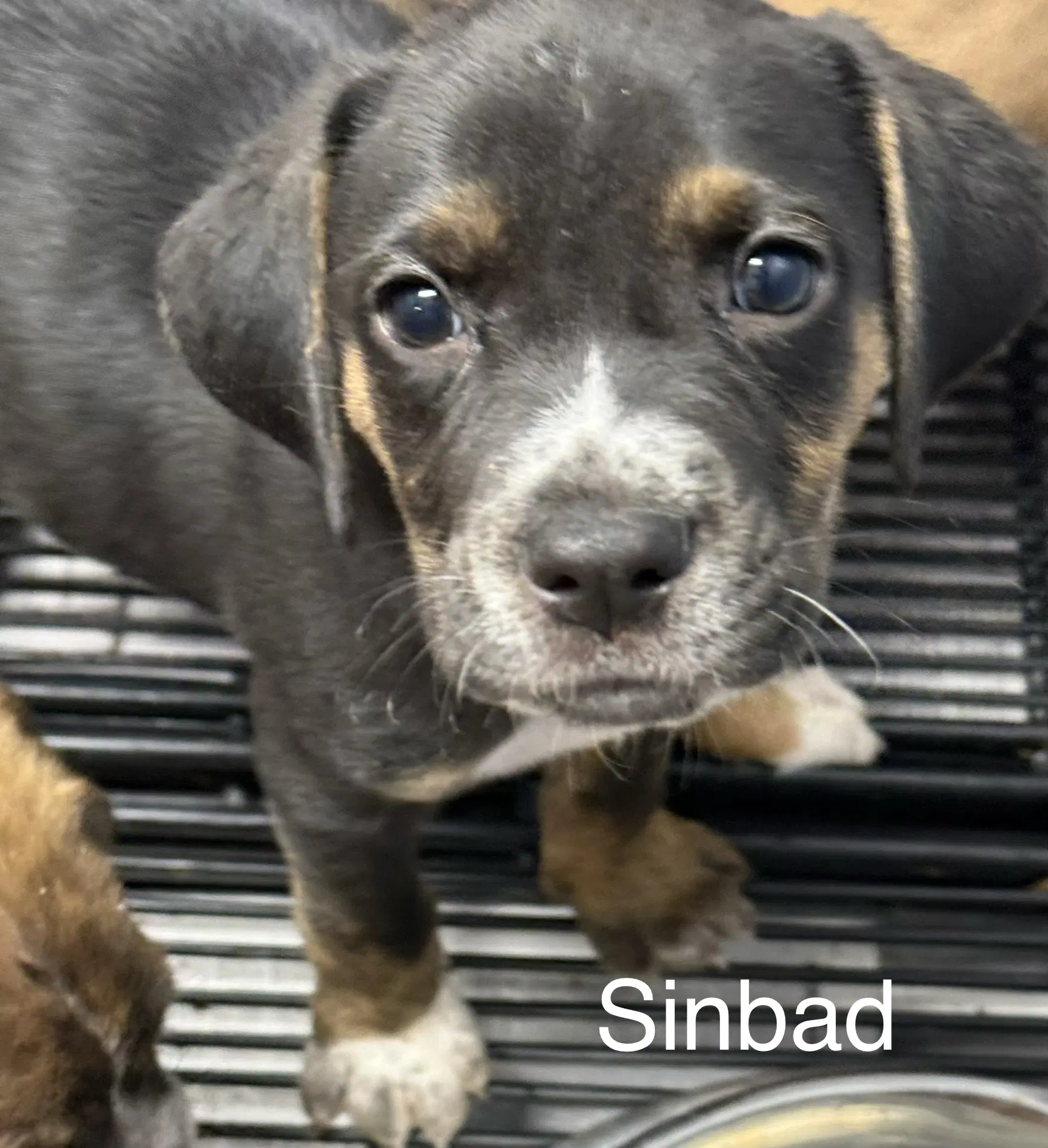 Sinbad image 2