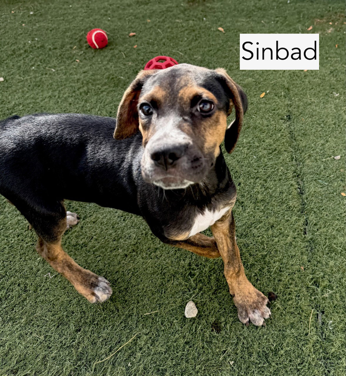 Sinbad, photo 3