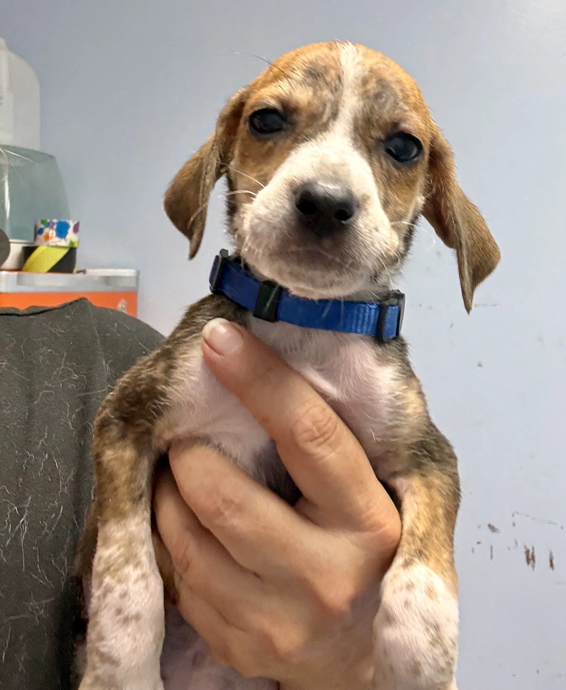 Sawyer - Hound