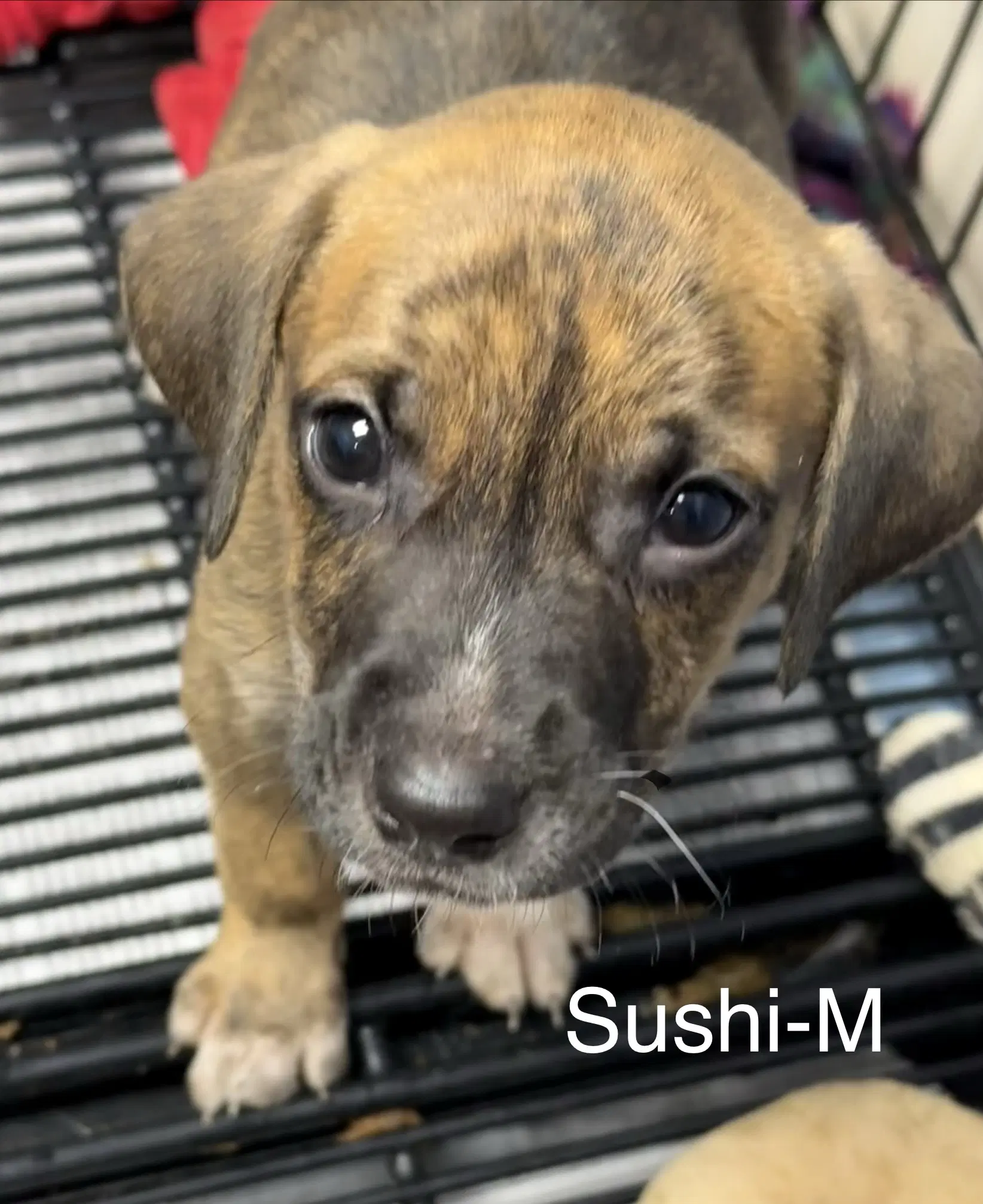 Sushi - Hound