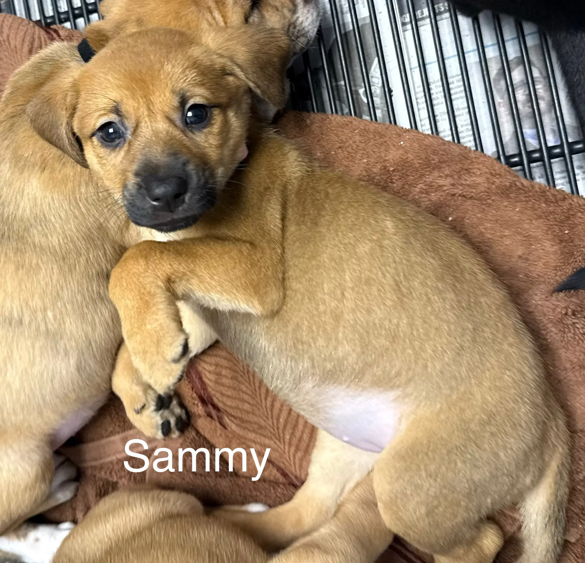 Sammy image 2