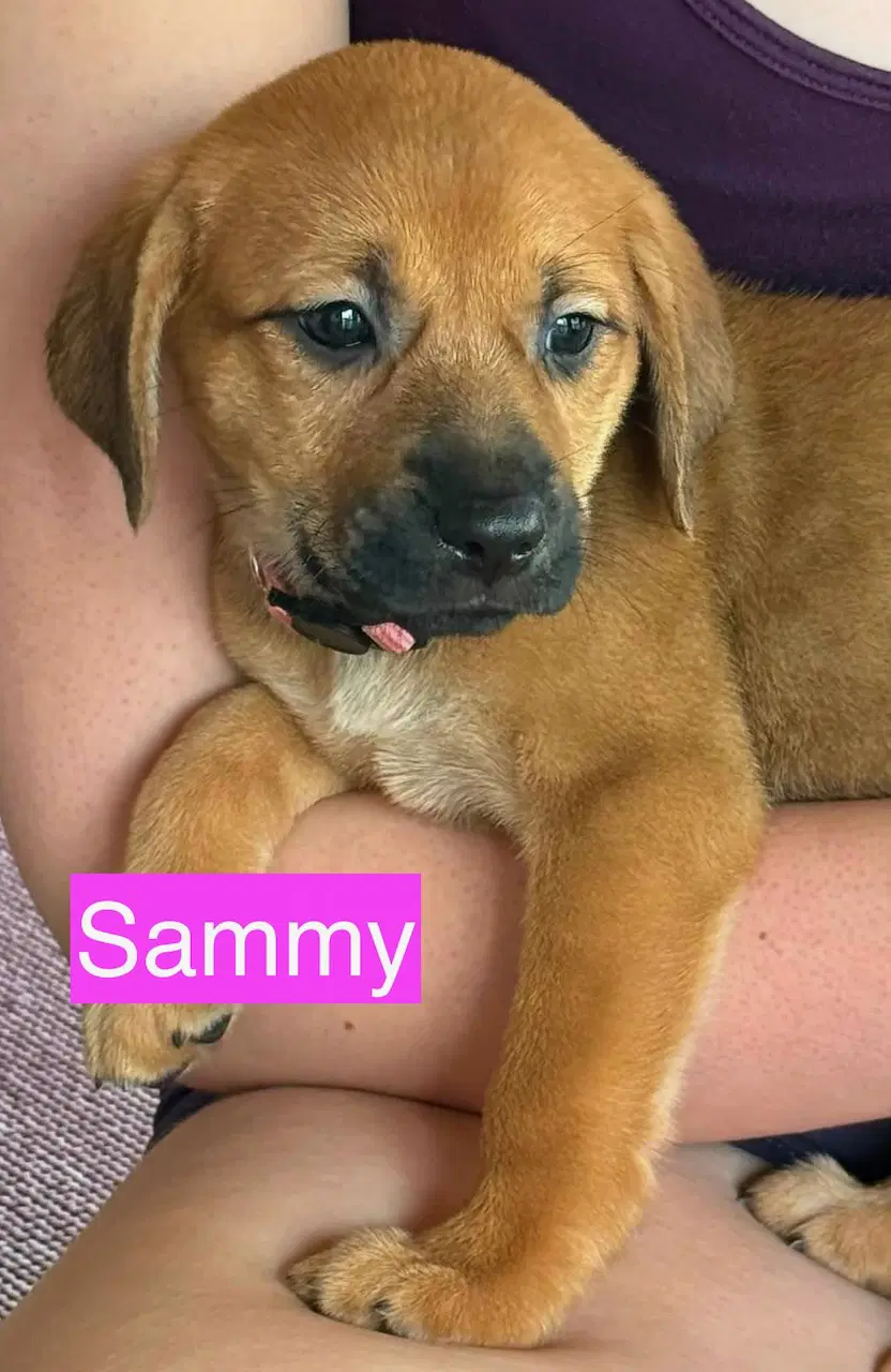 Sammy - Hound