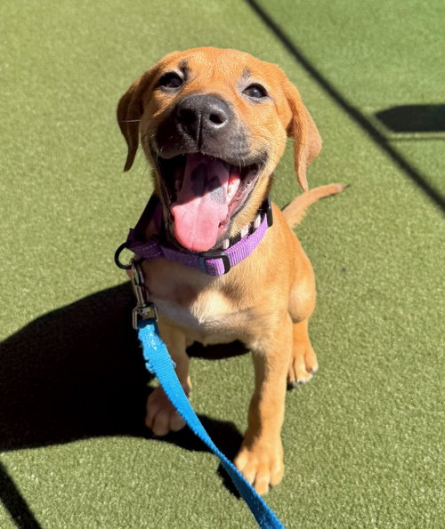 Sammy, a dog for adoption from Project Hope Animal