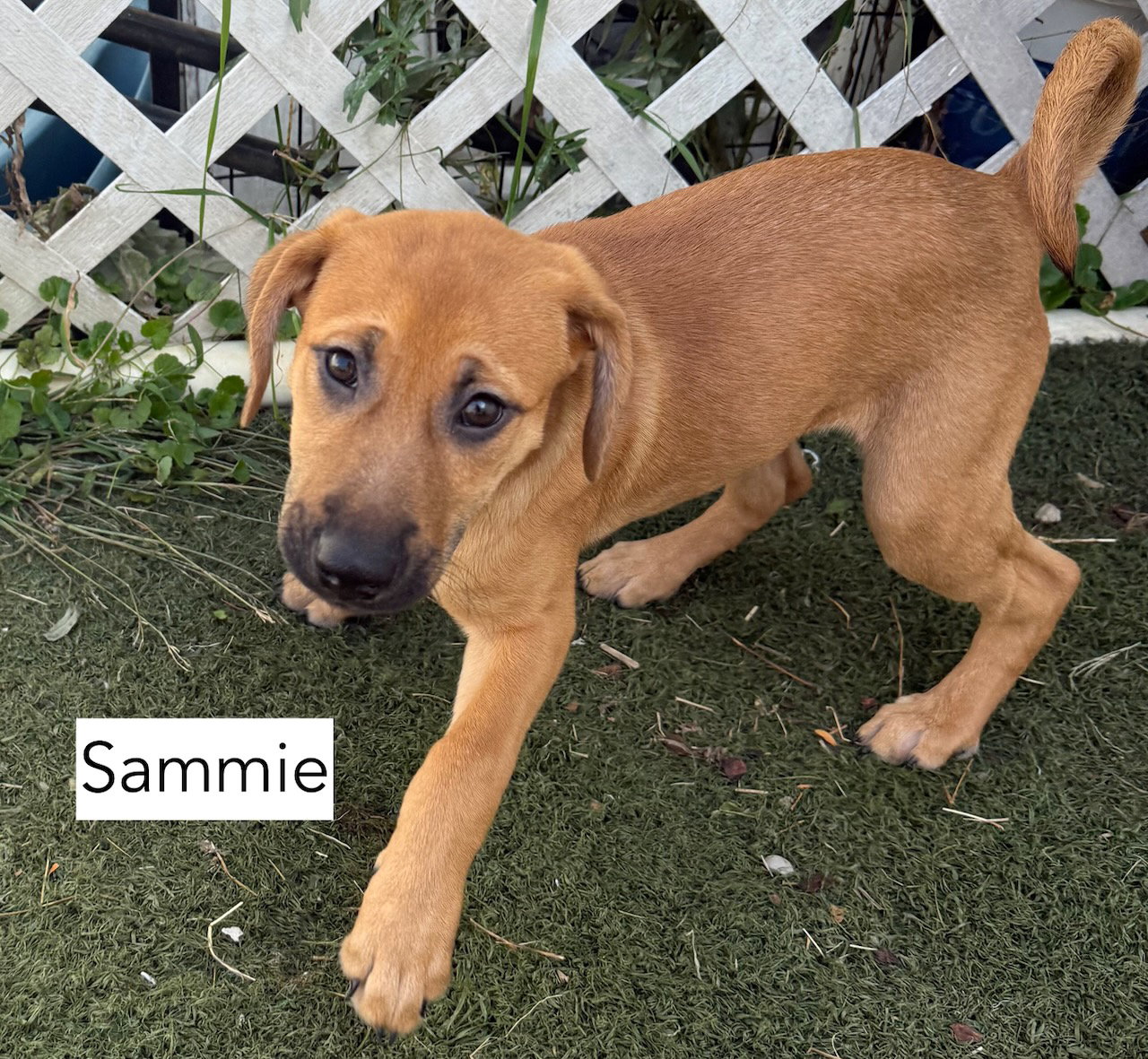 Sammy, photo 2
