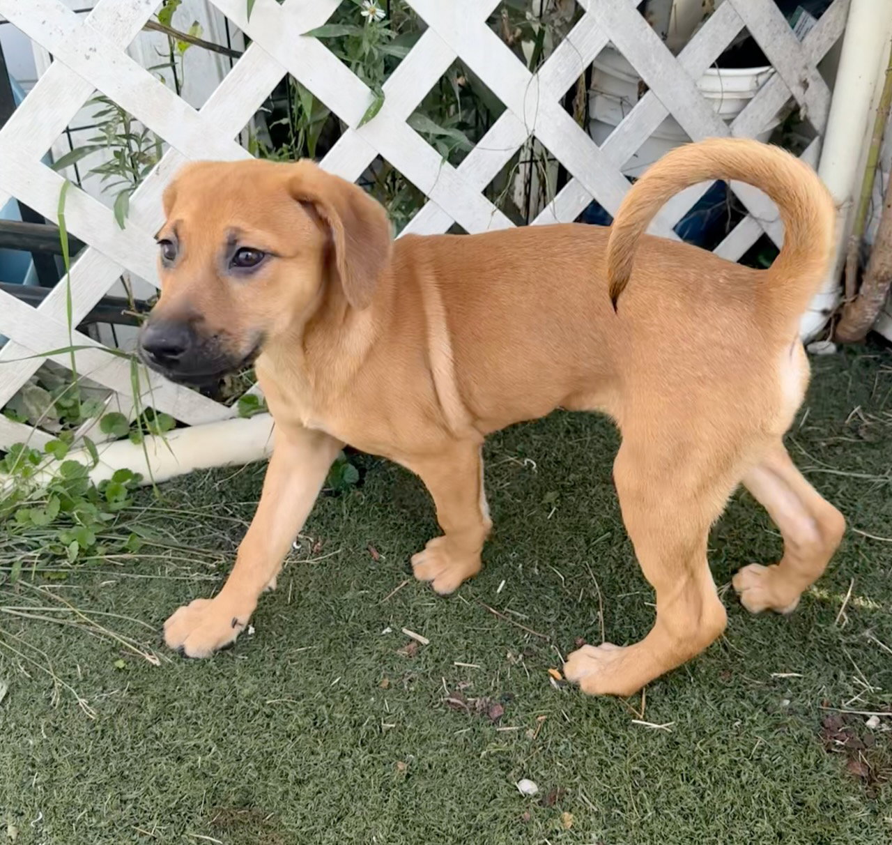 Sammy