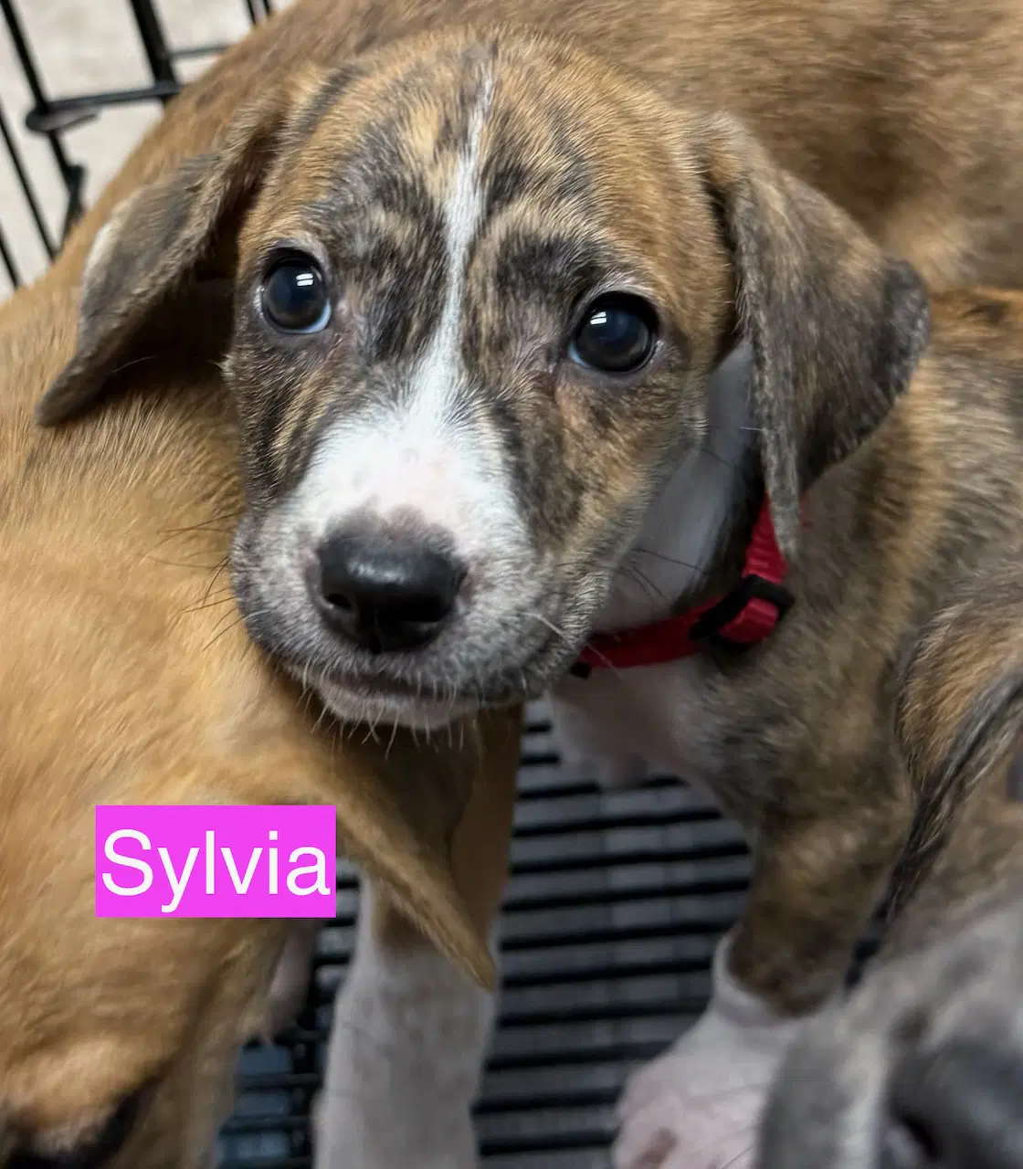 Sylvia - Hound
