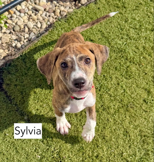 Sylvia