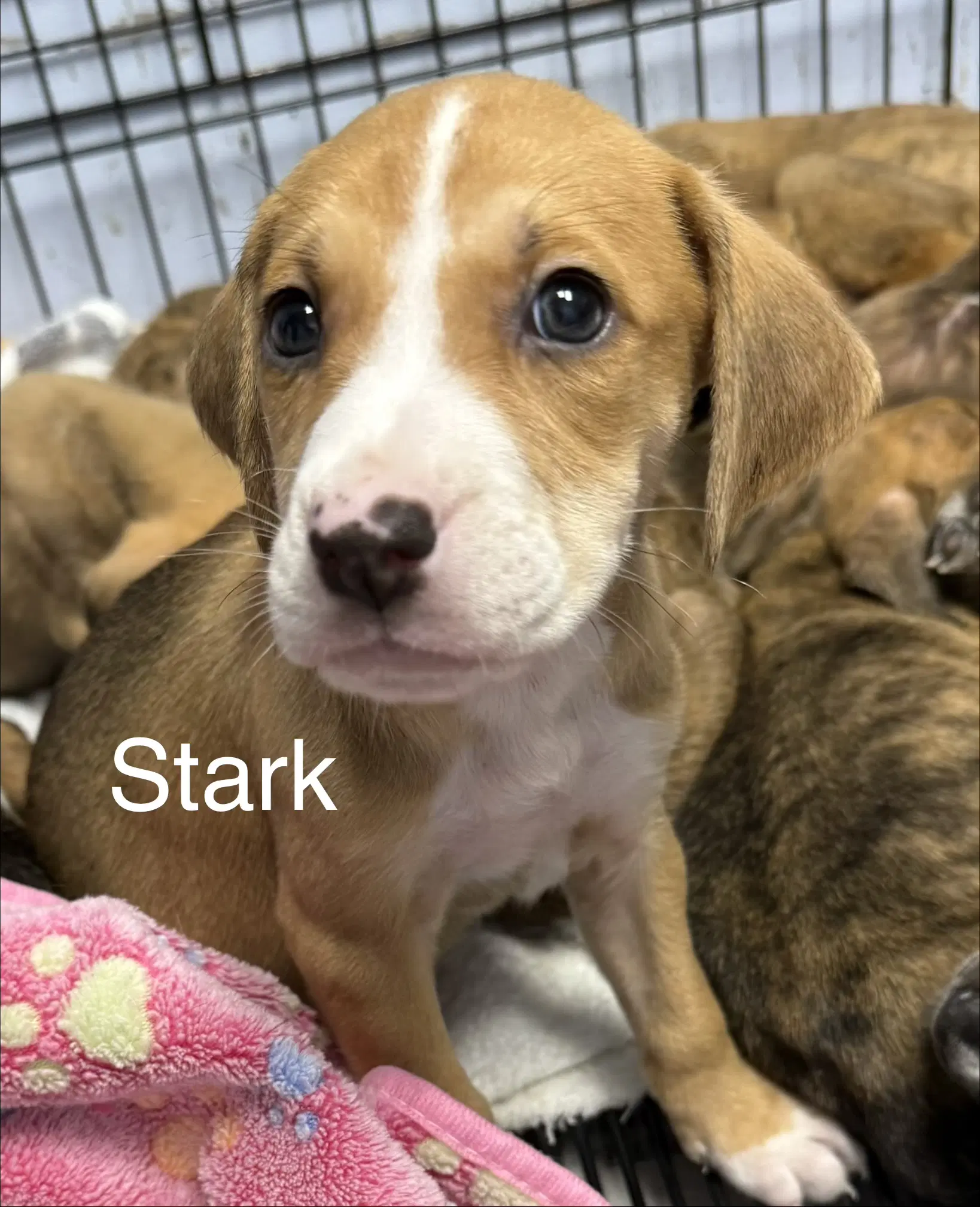 Stark image 2