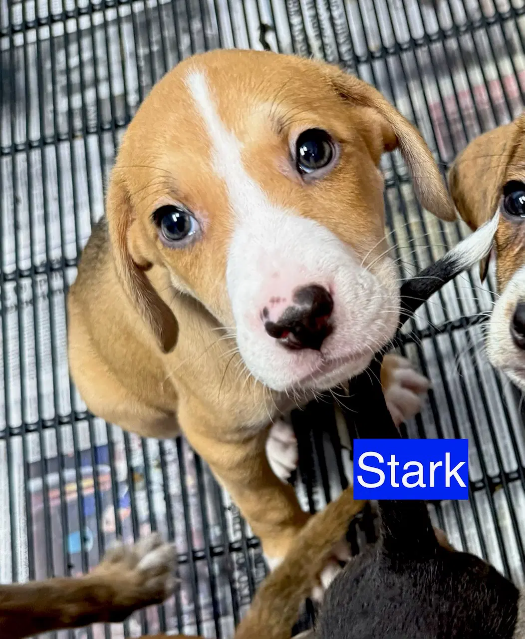 Stark - Hound