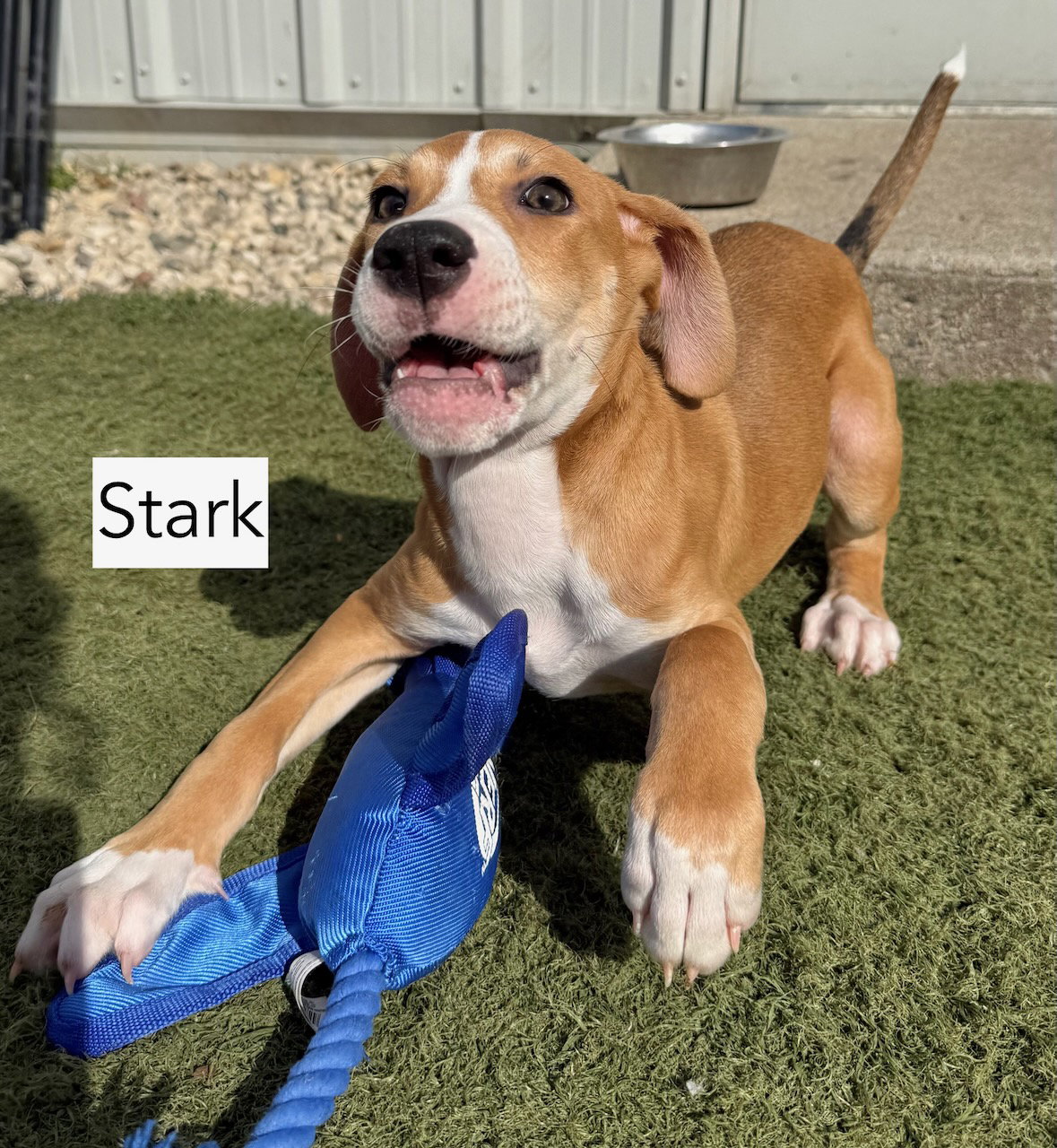 Stark