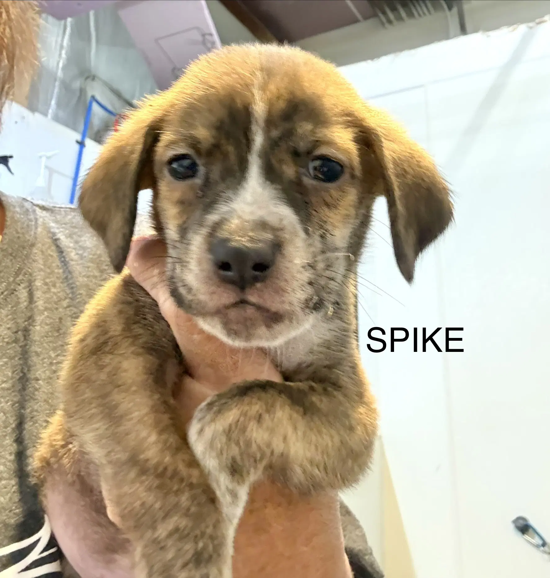 Spike image 2