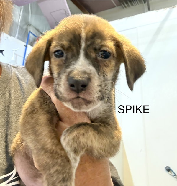 Spike