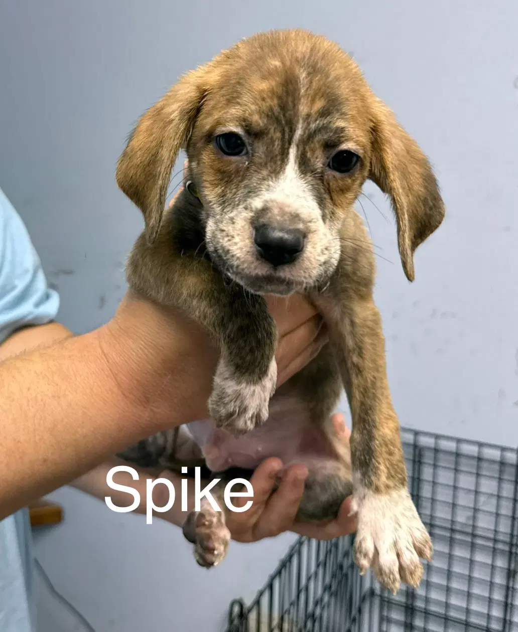 Spike - Hound