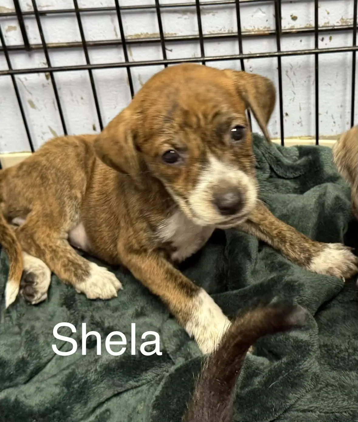 Sheila - Hound