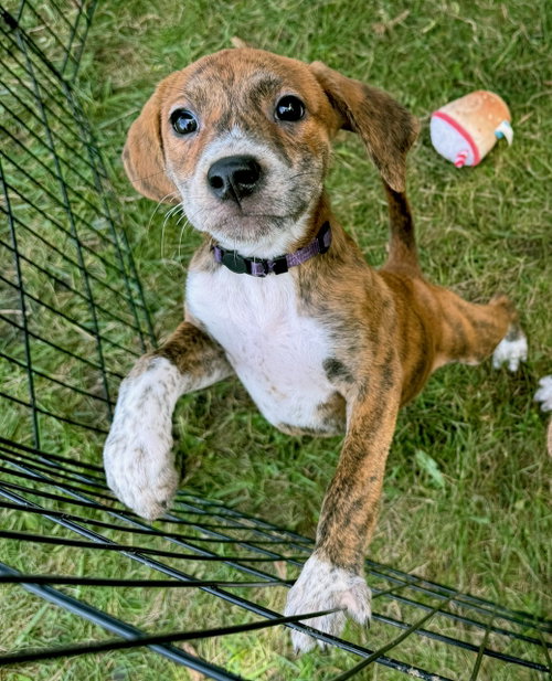 Sheila, a dog for adoption from Project Hope Animal