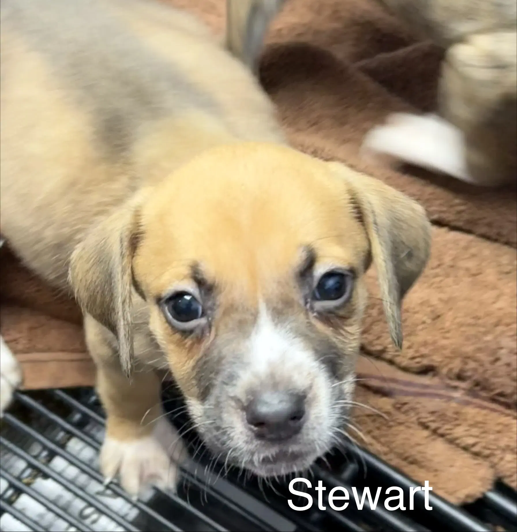 Stewart image 3
