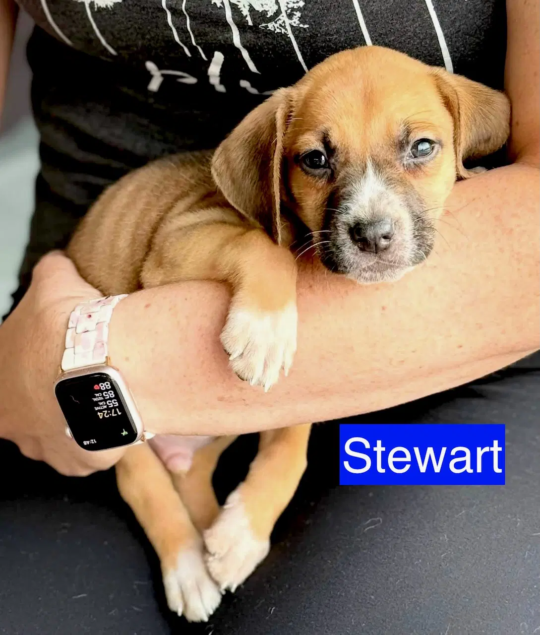 Stewart - Hound
