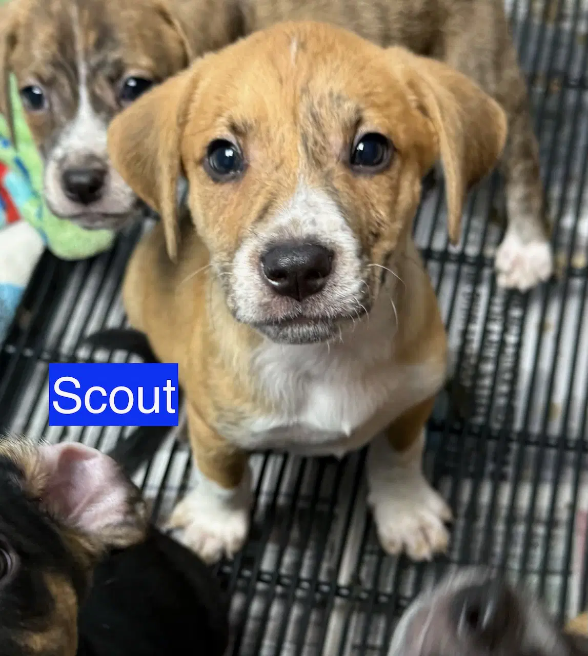 Scout - Hound