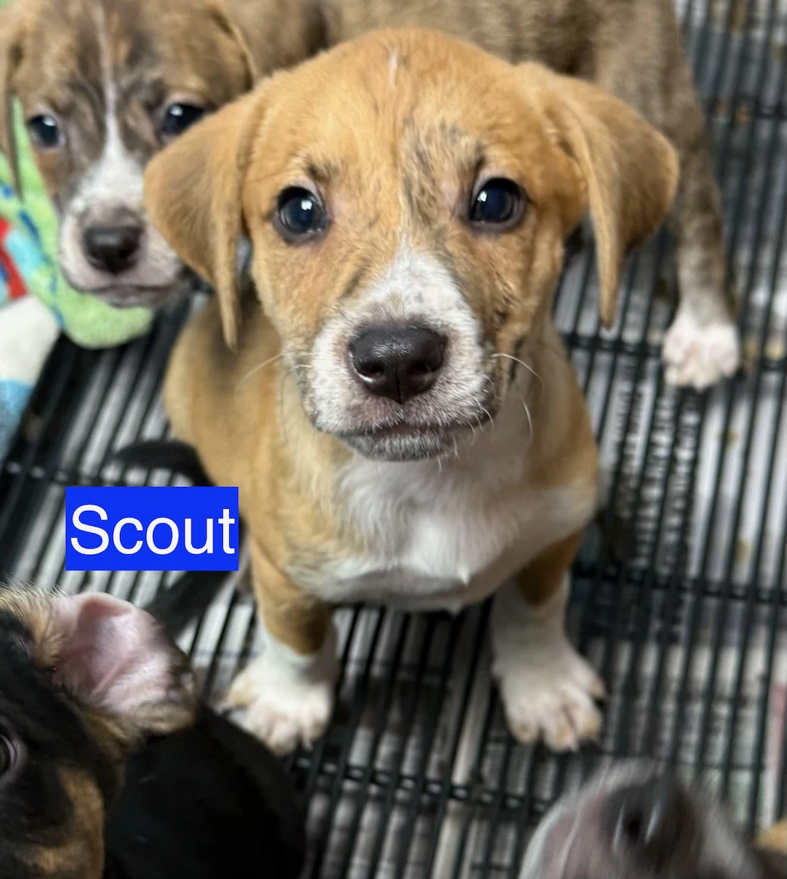 Scout
