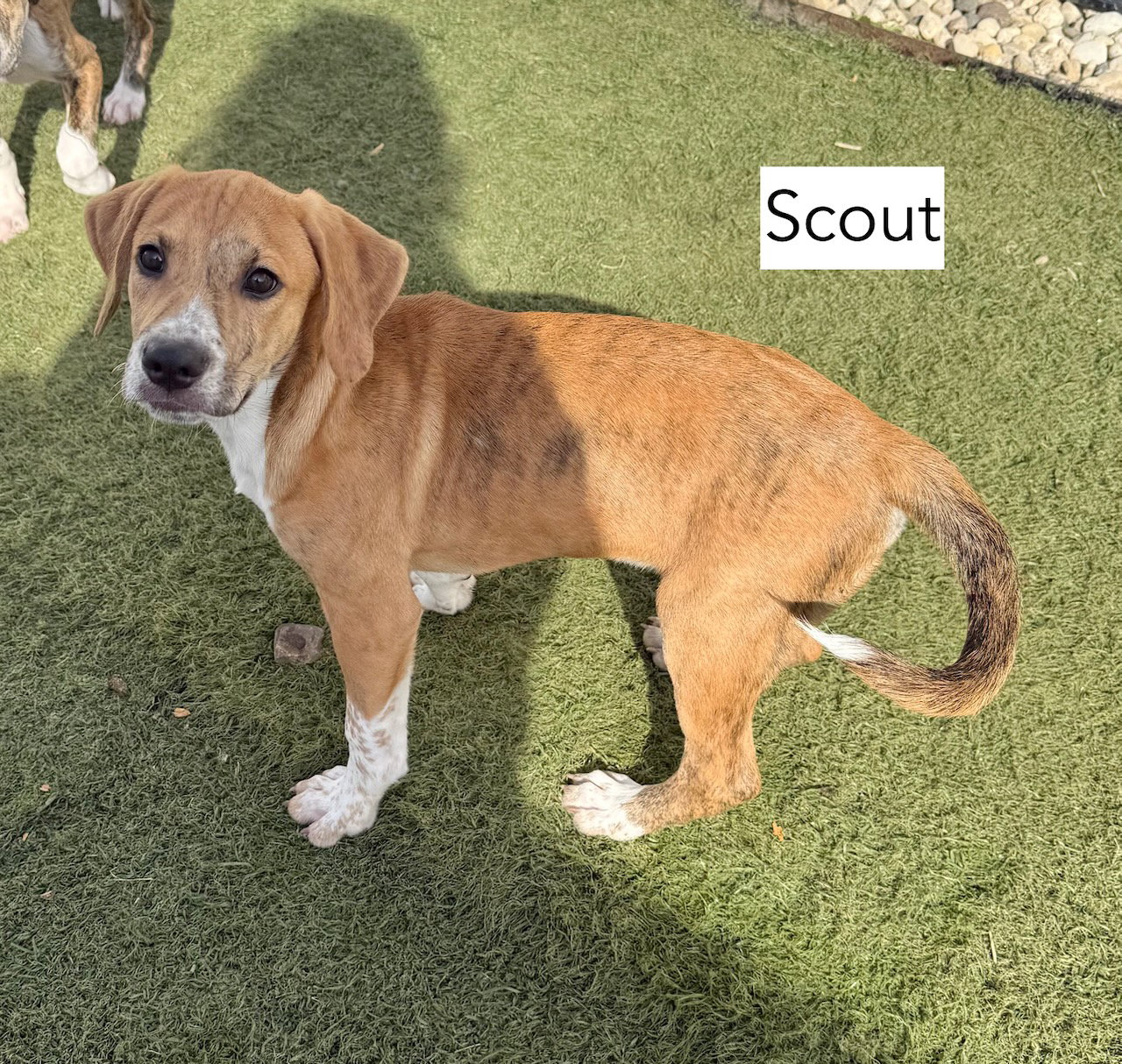 Scout, photo 2