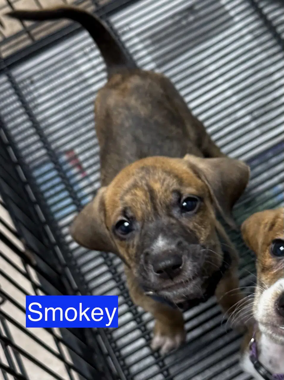 Smokey image 1