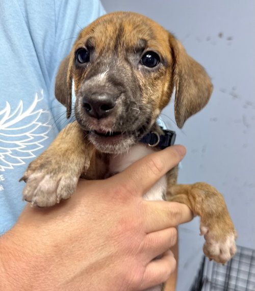 Smokey, an adoptable dog