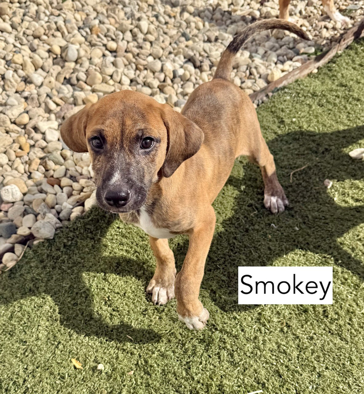 Smokey