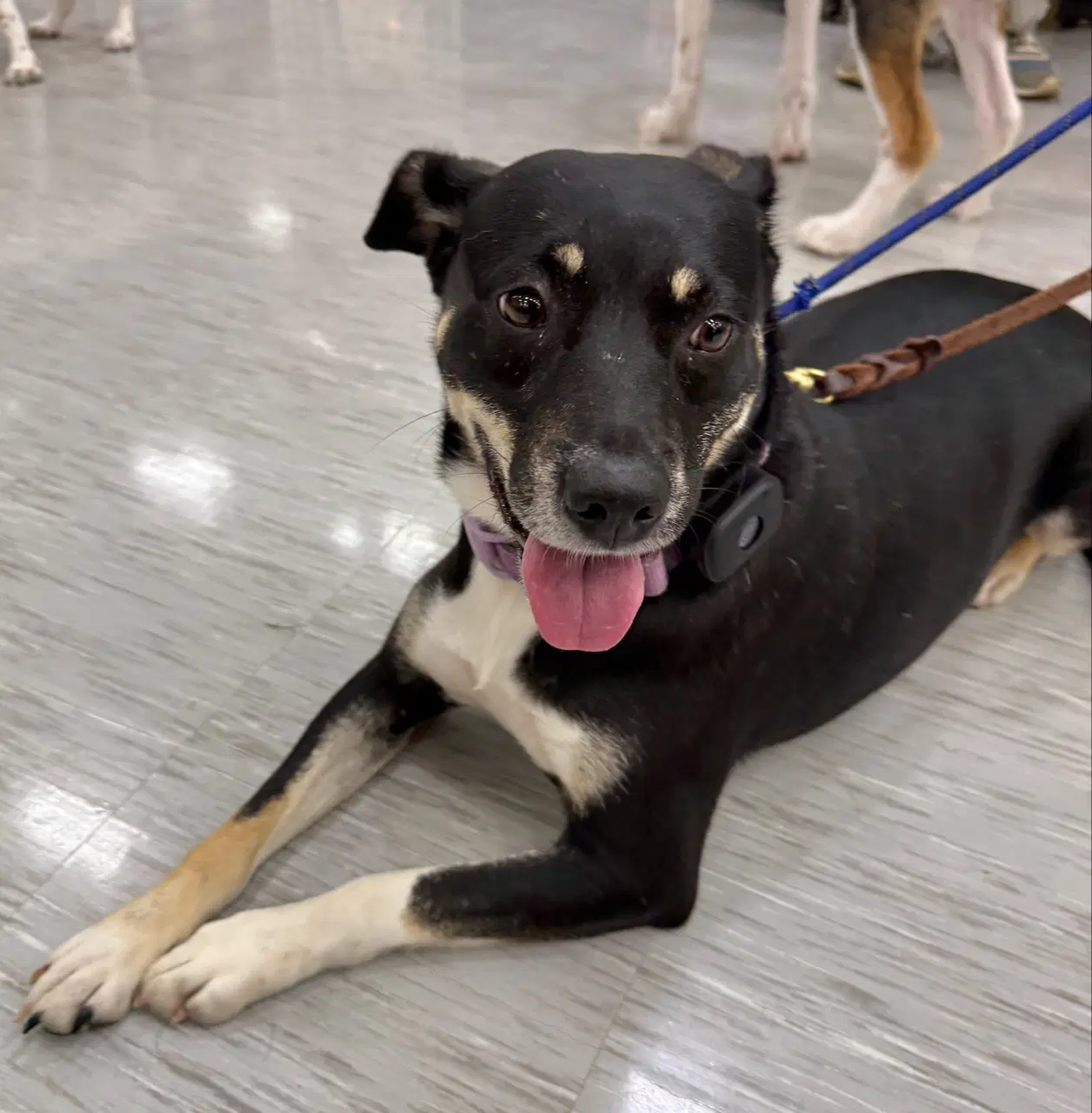 Zuri Marla - Hound