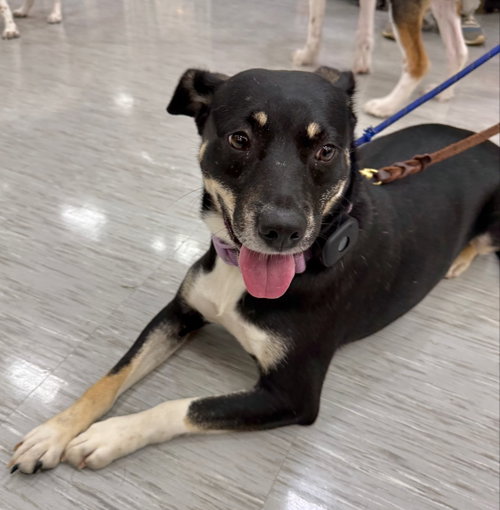 ZURI (MARLA), an adoptable dog