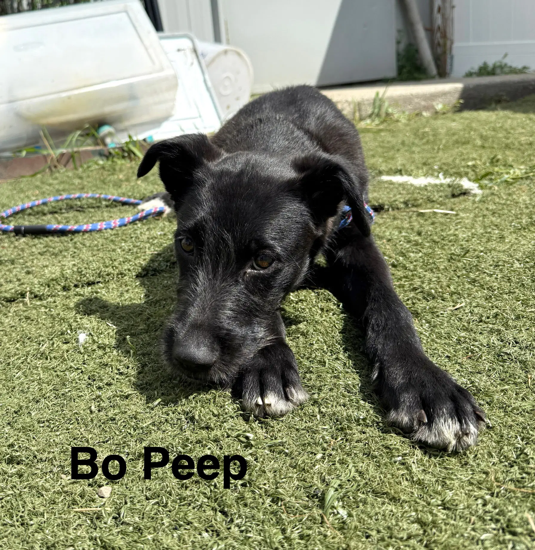 Bo Peep - Terrier