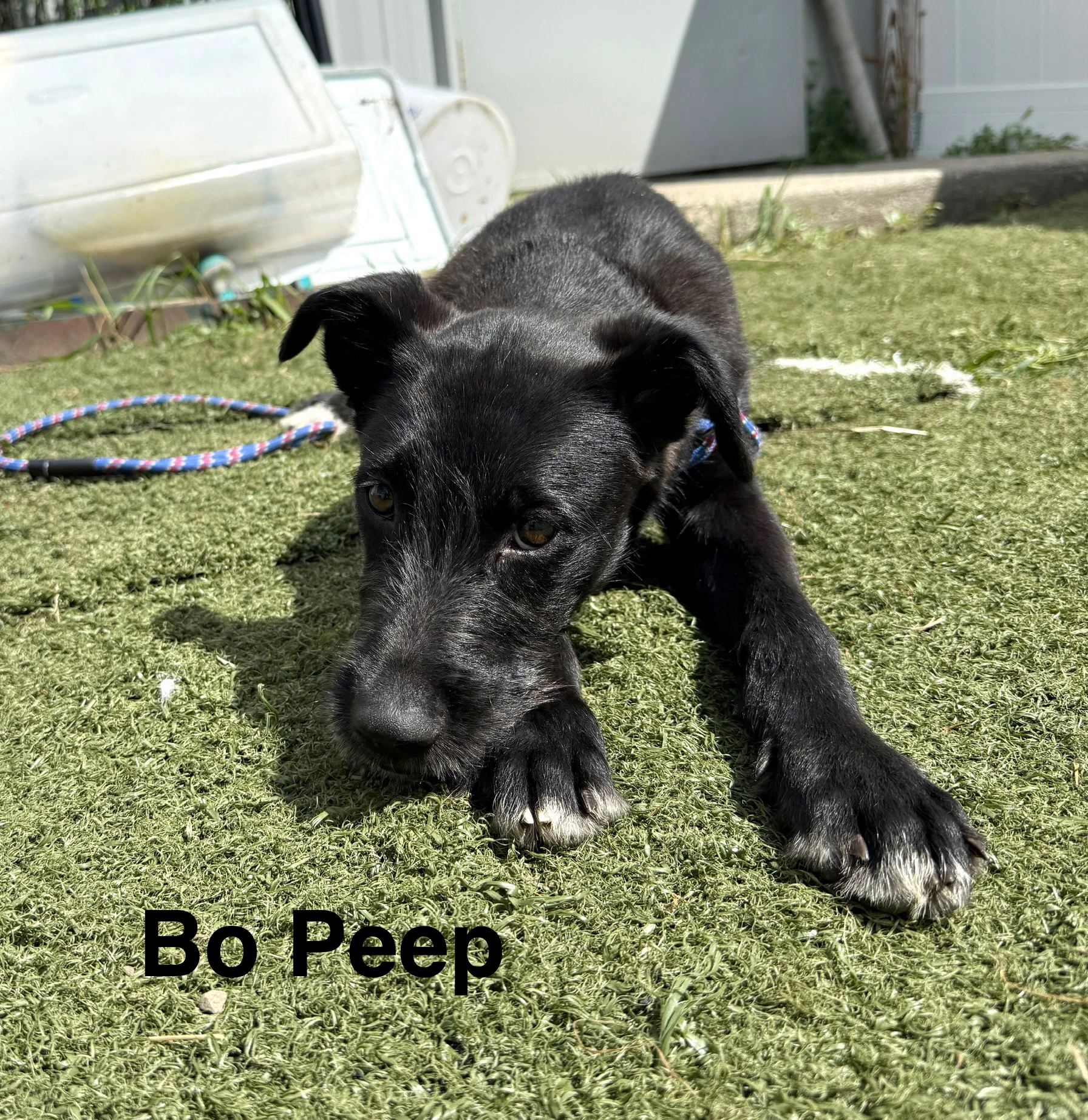 Bo Peep