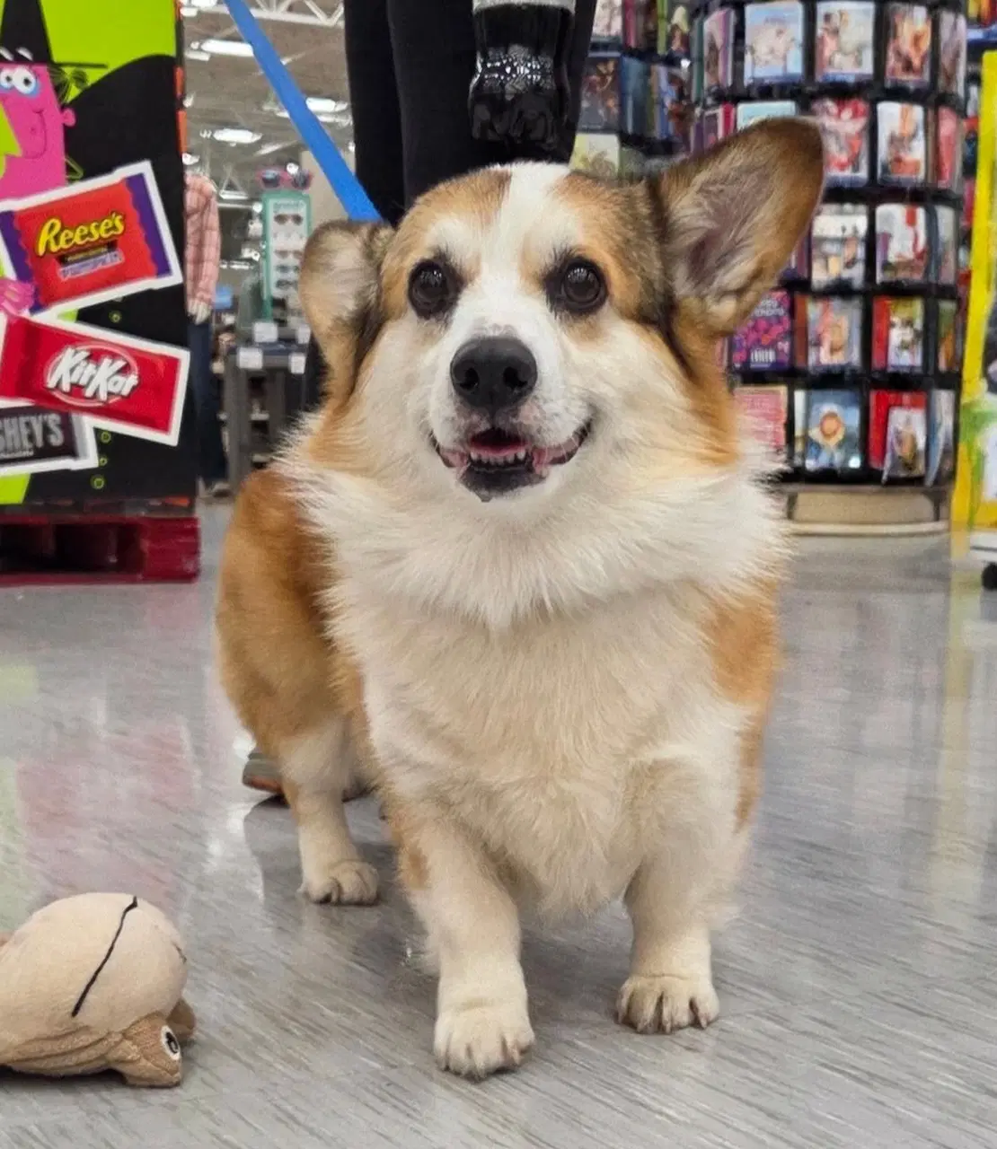 Romeo - Corgi