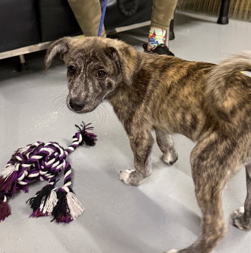 Tigger, an adoptable dog