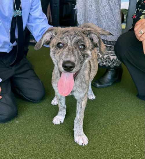 Tigger, a dog for adoption from Project Hope Animal