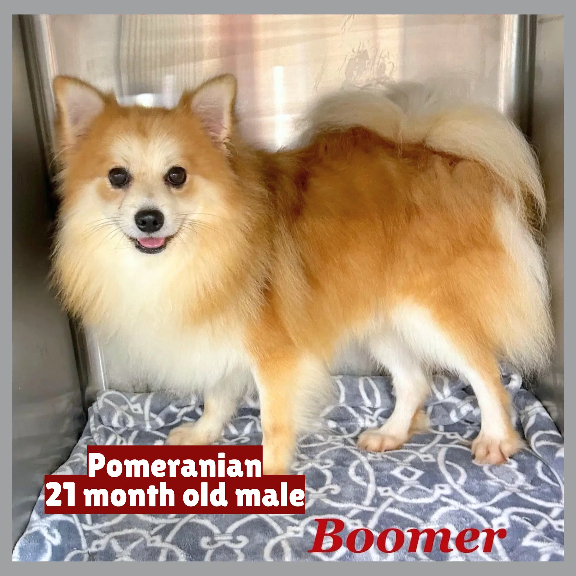 Boomer - Pomeranian