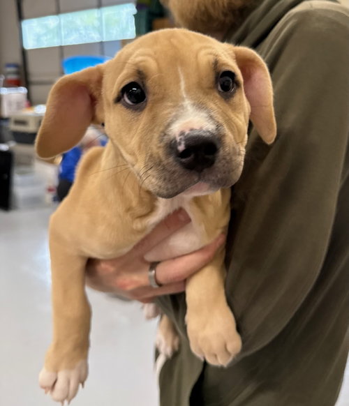 Ulna, an adoptable dog
