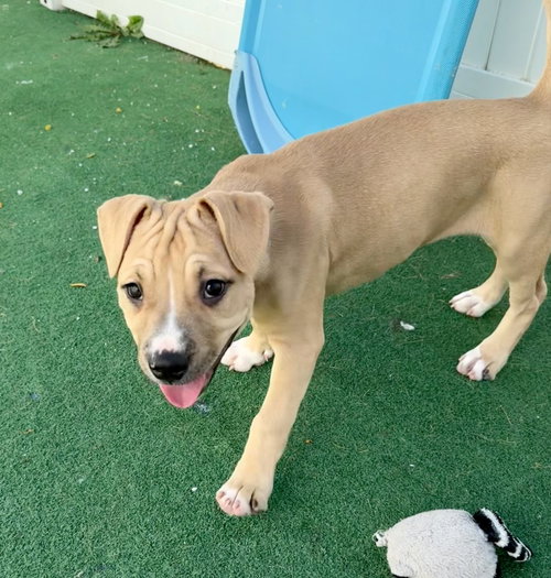 Ulna, a dog for adoption from Project Hope Animal